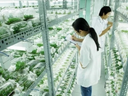 Vietnam partners with Israel firm for hi-tech agricultural innovation