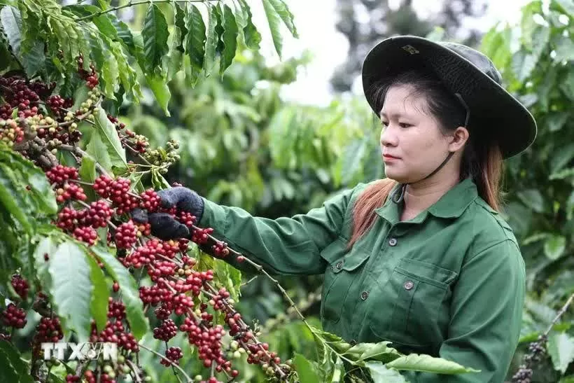 Vietnam’s coffee exports reach 1.72 billion USD in first two months