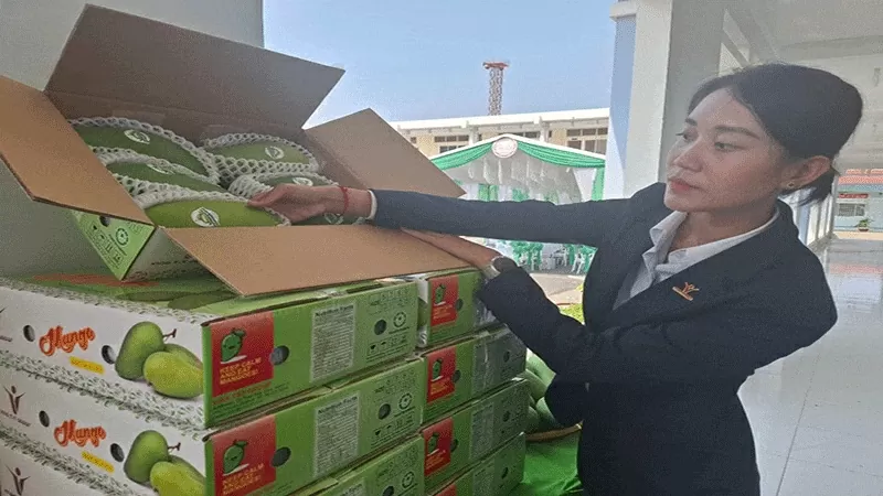 Tien Giang ships first batch of green-skinned mangoes to US