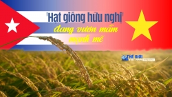 'Hạt giống hữu nghị' đang vươn mầm mạnh mẽ ở Cuba