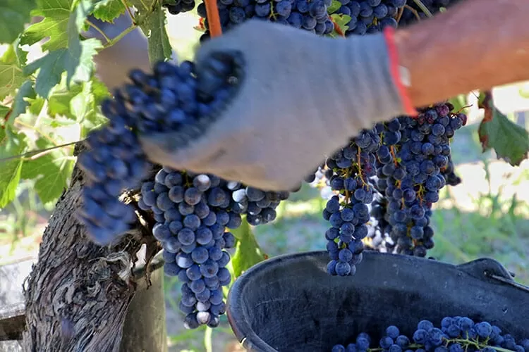 The harvest in Bordeaux, or le vendage, is one of the most critical parts of the entire wine making process. (Photo: Luxe)