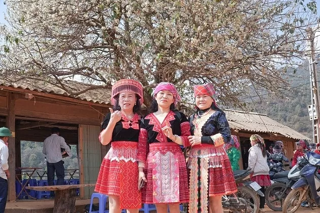 Hoa sơn tra bung nở níu chân du khách giữa đại ngàn Tây Bắc