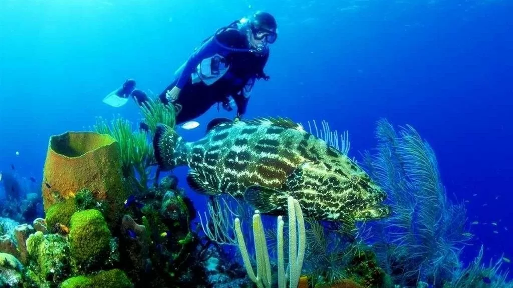 Vietnam ranks fifth in the top of most popular diving destinations in Asia: Agoda