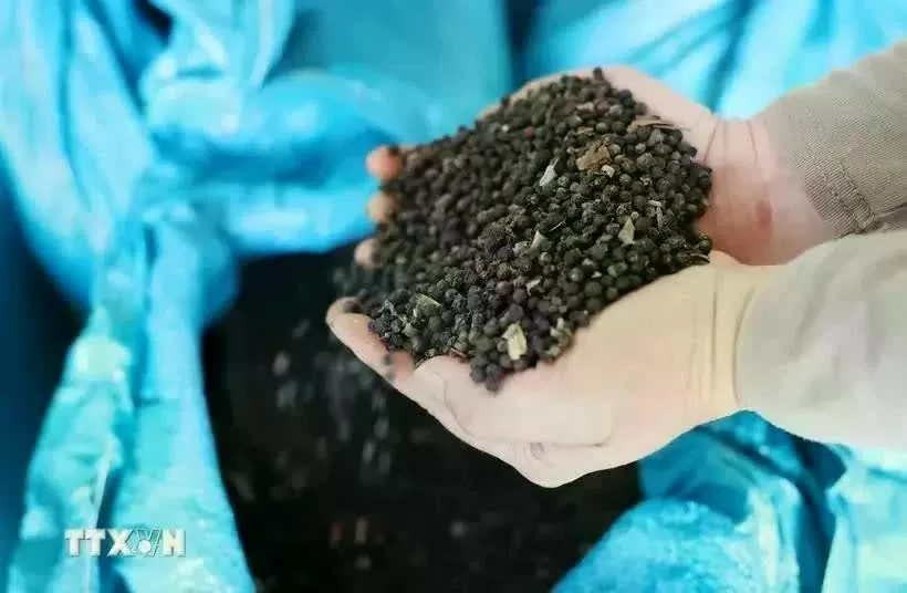 Pepper exporters responding to new US tariff policy