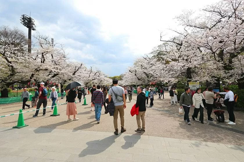 du khách ngắm hoa anh đào ở Công viên Ueno. (Nguồn: japan-guide)