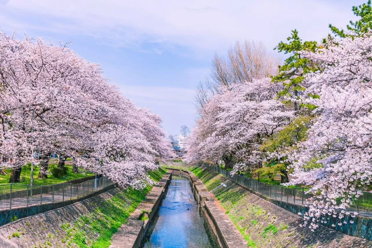 Du lịch Nhật Bản ‘nở rộ’ mùa lễ hội Hanami