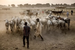 Giao tranh đẫm máu tại Nigeria, ít nhất 56 người thiệt mạng