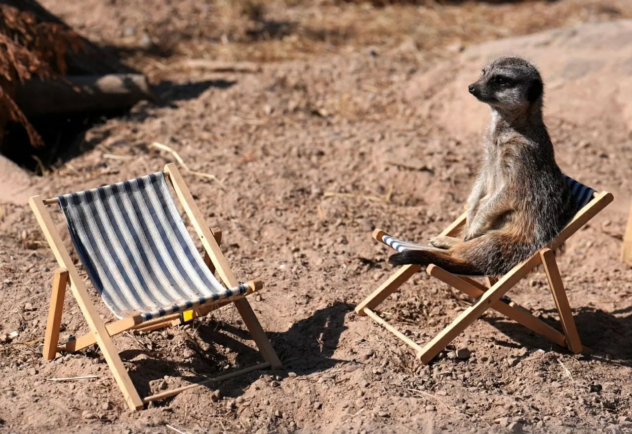Một con cầy meerkat ngồi trên chiếc ghế nhỏ tại công viên động vật hoang dã Peak ở miền Trung nước Anh. (Nguồn: AFP)