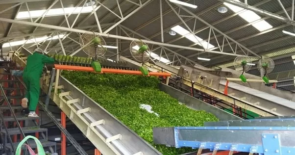 Nhà máy trà Rukuriri, một công ty liên kết của Cơ quan phát triển trà Kenya (KTDA) tại quận Embu, Kenya. (Nguồn: Farmer's Journal Africa) Nhà máy trà Rukuriri, một công ty liên kết của Cơ quan phát triển trà Kenya (KTDA) tại quận Embu, Kenya. (Nguồn: Farmer's Journal Africa)