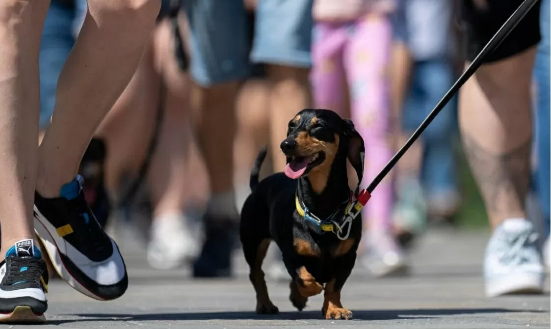 Hàng trăm chú chó dachshund săn đuổi kỷ lục ở Hungary. (Nguồn: AP)