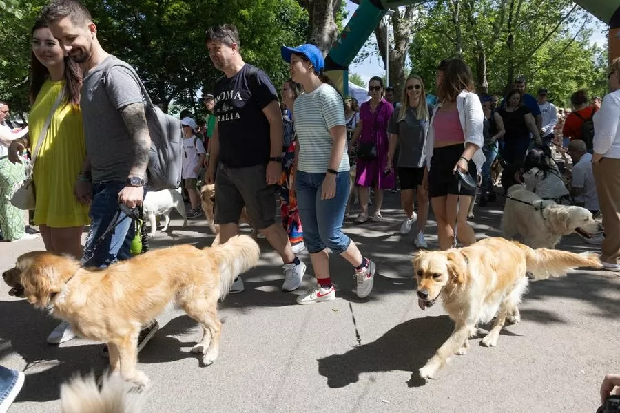 Hàng trăm chú chó dachshund săn đuổi kỷ lục ở Hungary