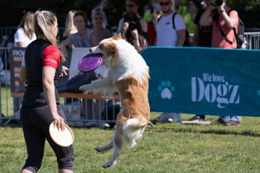Hàng trăm chú chó dachshund săn đuổi kỷ lục ở Hungary