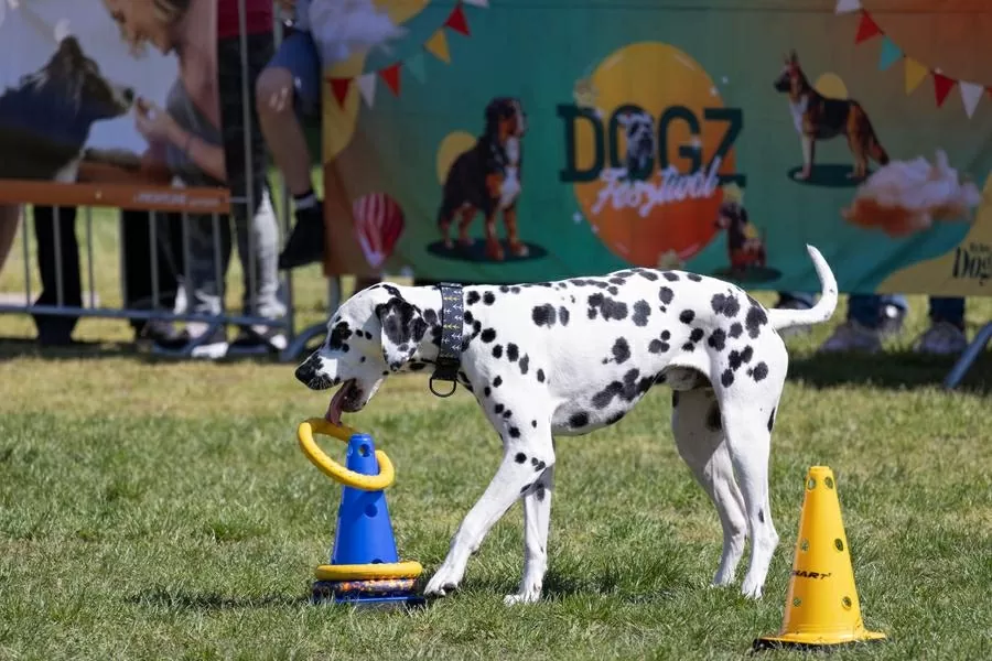 Hàng trăm chú chó dachshund săn đuổi kỷ lục ở Hungary