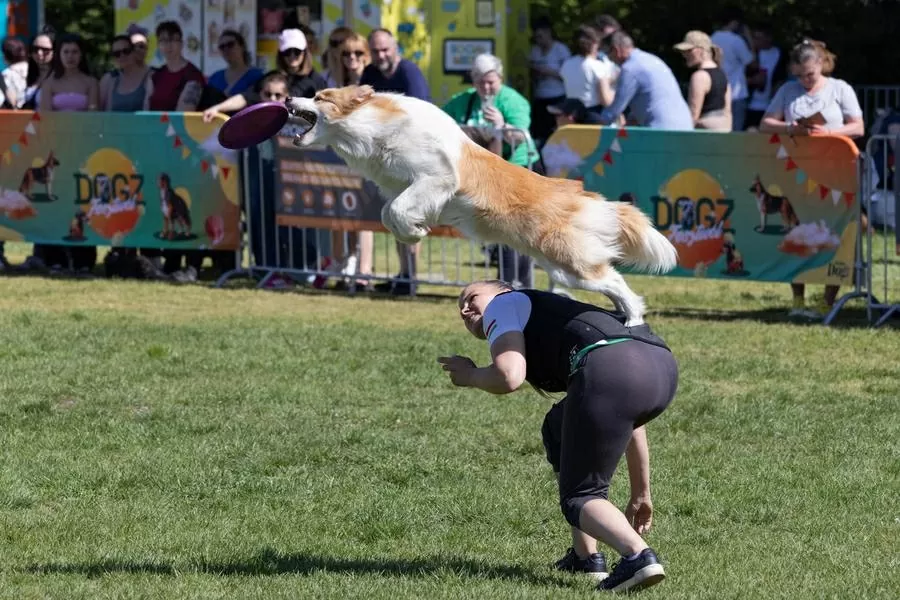 Hàng trăm chú chó dachshund săn đuổi kỷ lục ở Hungary