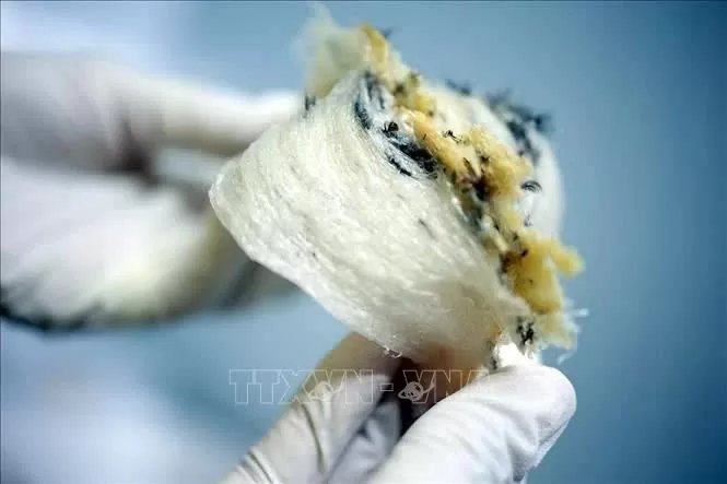Vietnamese raw bird’s nests have opportunity to enter Chinese market