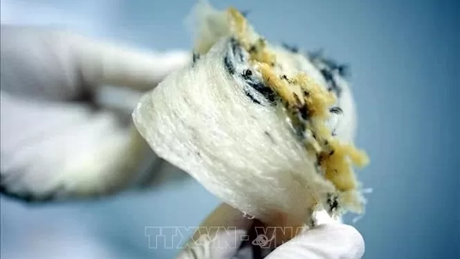 Vietnamese raw bird’s nests to enter Chinese market as an exclusive product: MoAE and GACC