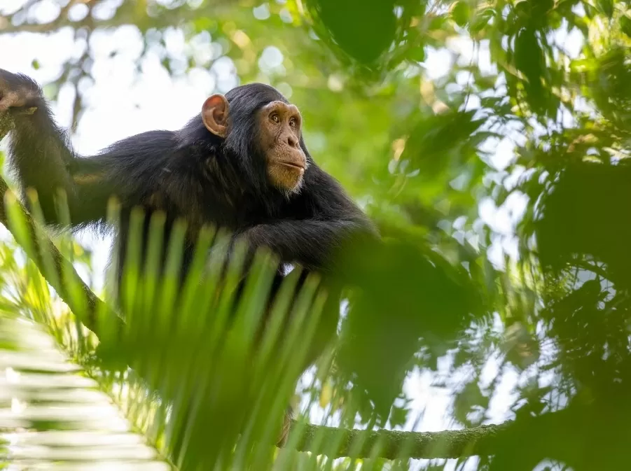 Hé lộ một loài vật có khả năng giao tiếp tinh vi như ngôn ngữ con người. National Geographic Hé lộ một loài vật có khả năng giao tiếp tinh vi như ngôn ngữ con người. National Geographic