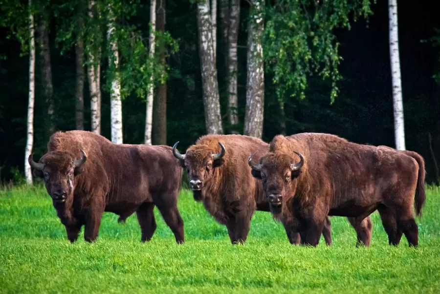 10 điểm đến hút khách nhất Belarus: Di sản, thiên nhiên và những điều kỳ thú