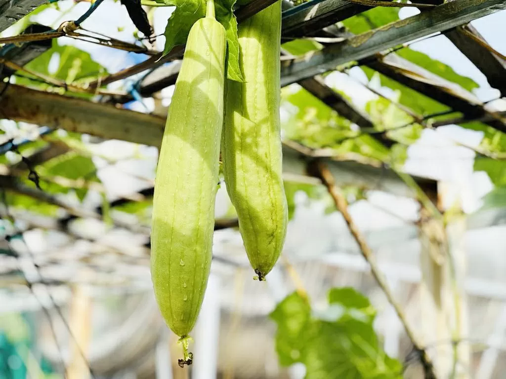 3 không khi ăn mướp