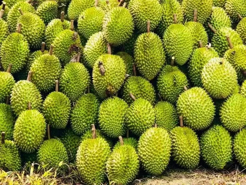China recognises 829 growing area codes for Vietnamese durian