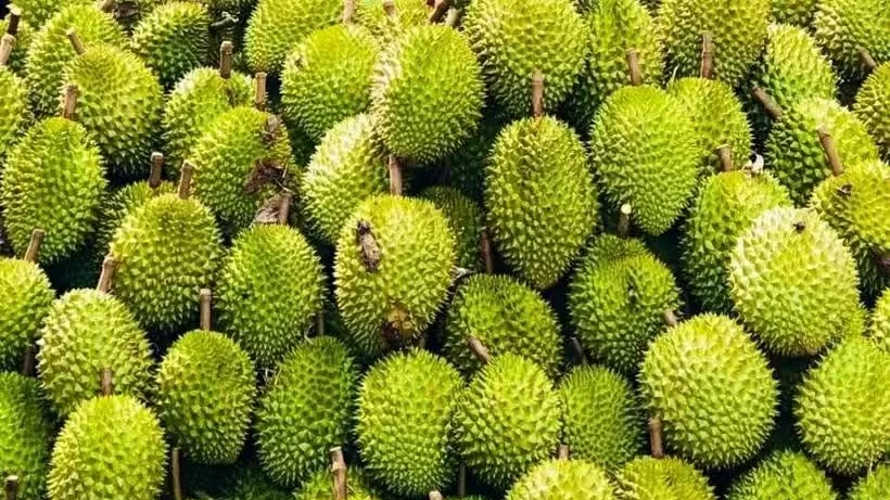 China recognises 829 growing area codes for Vietnamese durian: Ministry of Agriculture and Environment