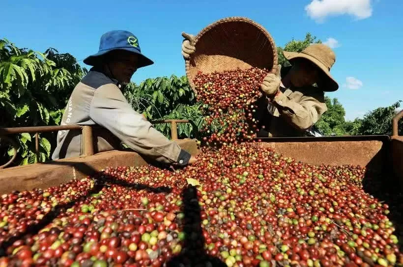 Vietnam’s coffee exports reach 4.2 billion USD in first five months
