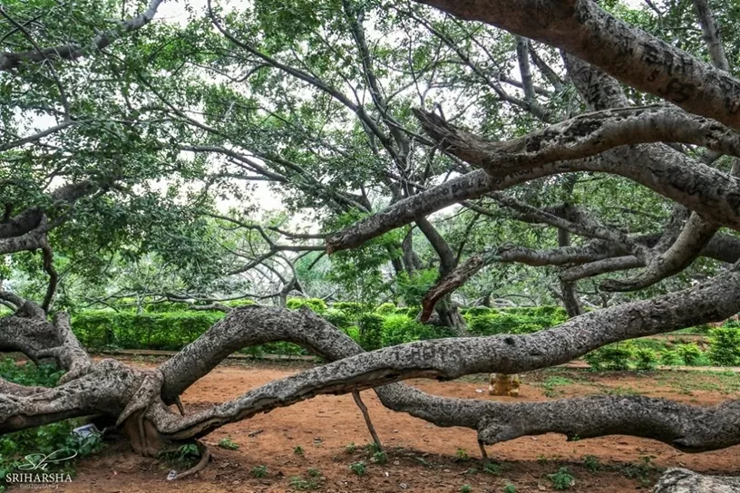 Hoa hậu Ý Nhi