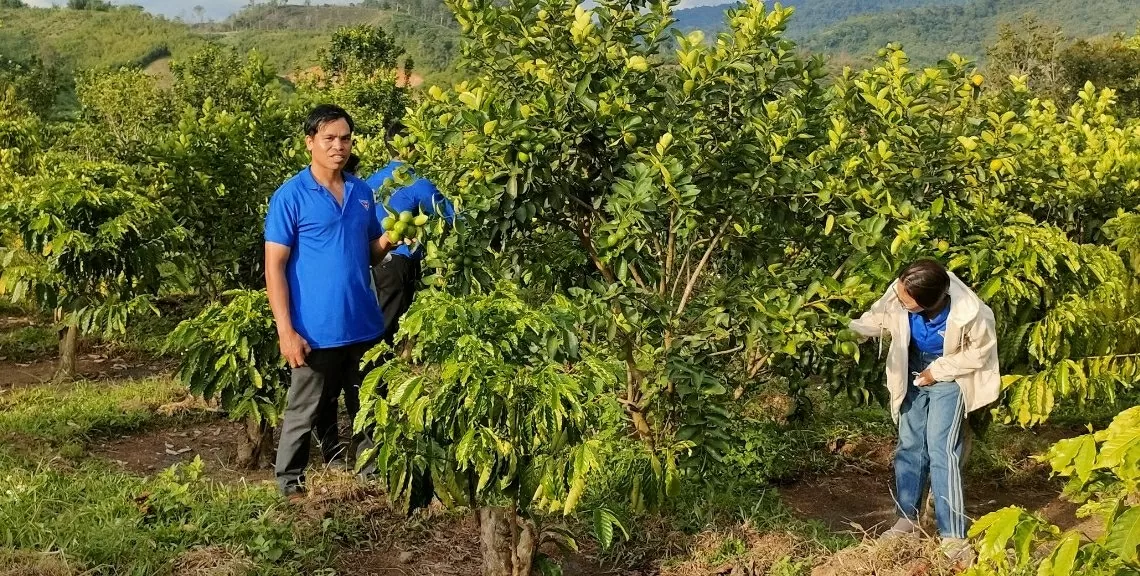 Tình hình kinh tế-xã hội tại Liêng S'rônh ngày càng khởi sắc nhờ sự hỗ trợ, quan tâm kịp thời và đầy đủ từ các cấp chính quyền. (Nguồn: Huyện ủy Đam Rông)