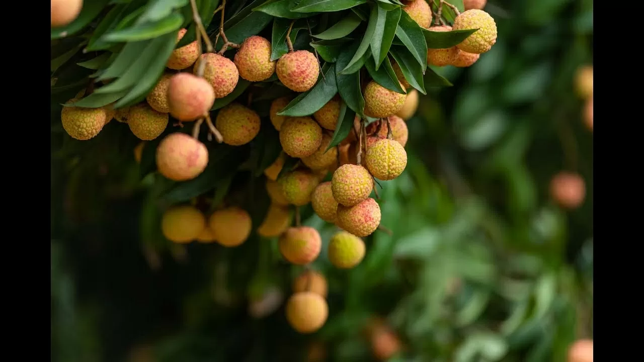 Boosting the brand of Thanh Ha lychees: A proud symbol of the creative and industrious spirit of Hai Duong’s people