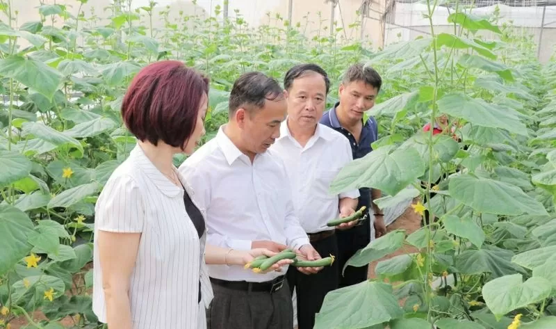 Sản xuất dưa leo baby trong nhà lưới của Công ty TNHH Hương Việt Sinh, xã Việt Đoàn, huyện Tiên Du (Ảnh: bacninh.gov.vn) Sản xuất dưa leo baby trong nhà lưới của Công ty TNHH Hương Việt Sinh, xã Việt Đoàn, huyện Tiên Du (Ảnh: bacninh.gov.vn)