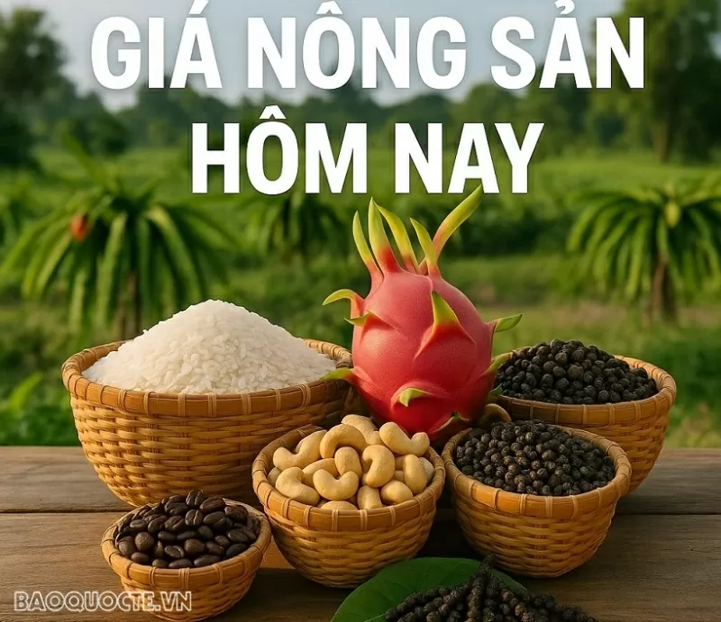 Giá nông sản hôm nay 28/8/2026: Giá cà phê