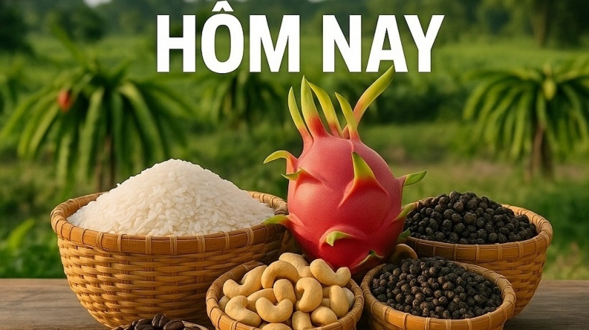 Giá cà phê trong nước giảm sâu, dầu EU xả dự trữ có hy vọng tăng giá (30/10/2026)