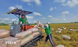 Green and low-mission Vietnamese rice: New symbol of responsible production