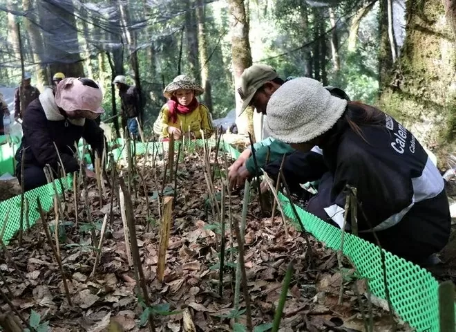 Quang Nam central province positioned as an important hub for medicinal plants