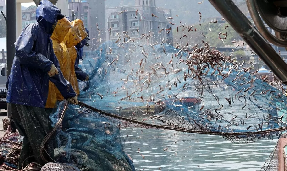 UFishermen shake freshly caught anchovies from nets at a port in Busan, April 7. (Source: Newsis)