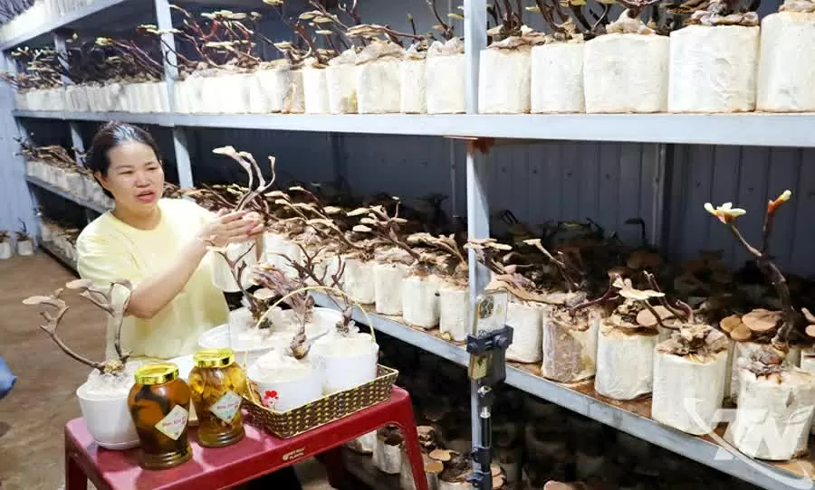 Chị Nông Thị Biệt, Giám đốc HTX Minh Anh, livestream bán sản phẩm bonsai nấm linh chi.