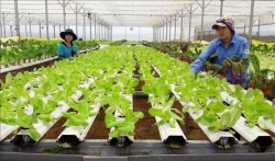 Phát triển kinh tế tuần hoàn trong nông nghiệp là bước đi tất yếu