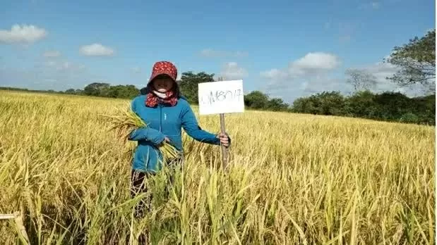 Vietnamese experts bring to Cuba not only seeds, but also their hearts in a rice production project