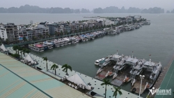 Tàu du lịch Quảng Ninh neo đậu tránh bão Wipha (bão số 3)