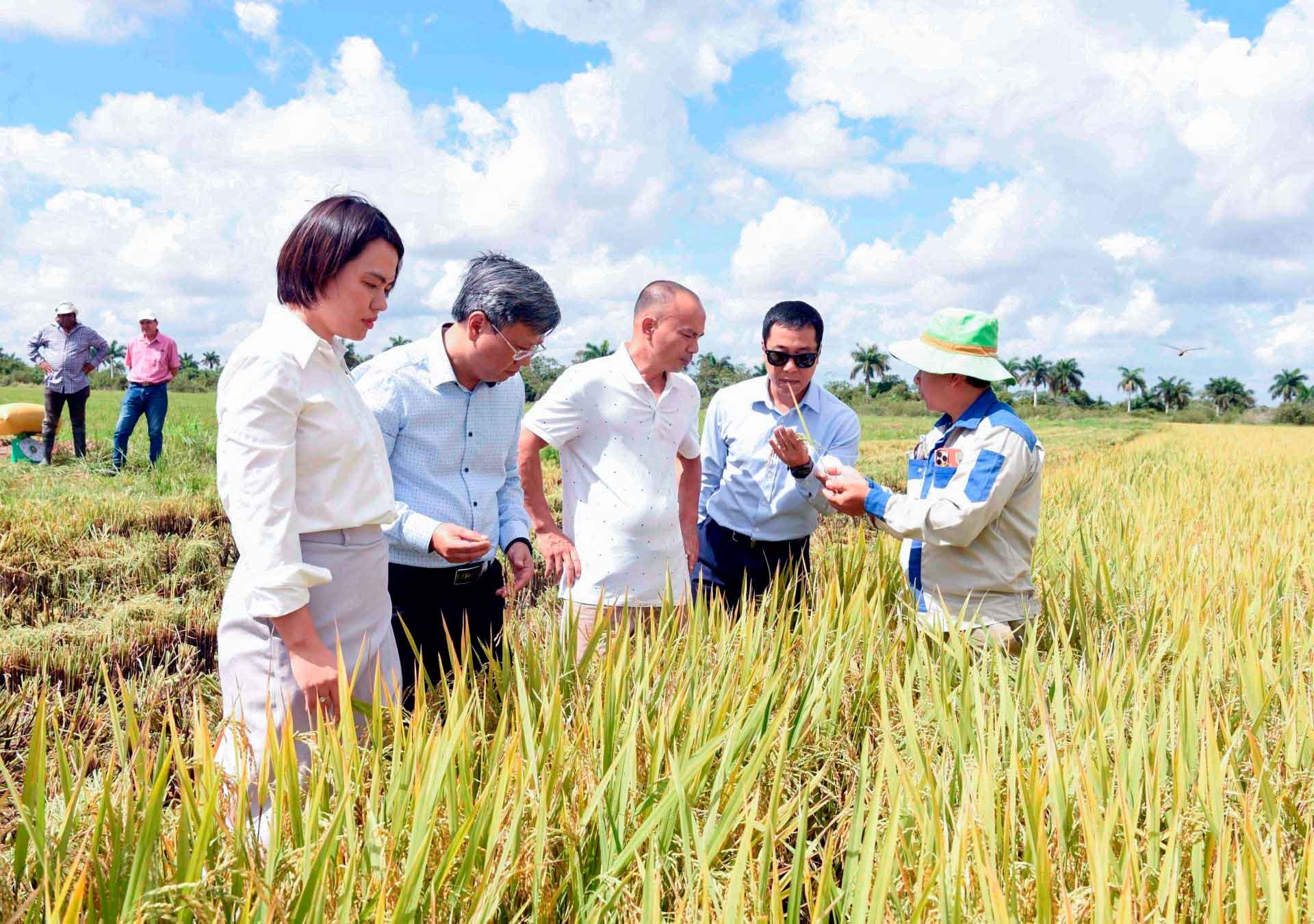 Việt Nam - Cuba: Hai trái tim luôn cùng chung nhịp đập Việt Nam - Cuba: Hai trái tim luôn cùng chung nhịp đập