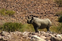 Xây dựng khu bảo tồn tê giác đen lớn nhất thế giới tại Namibia