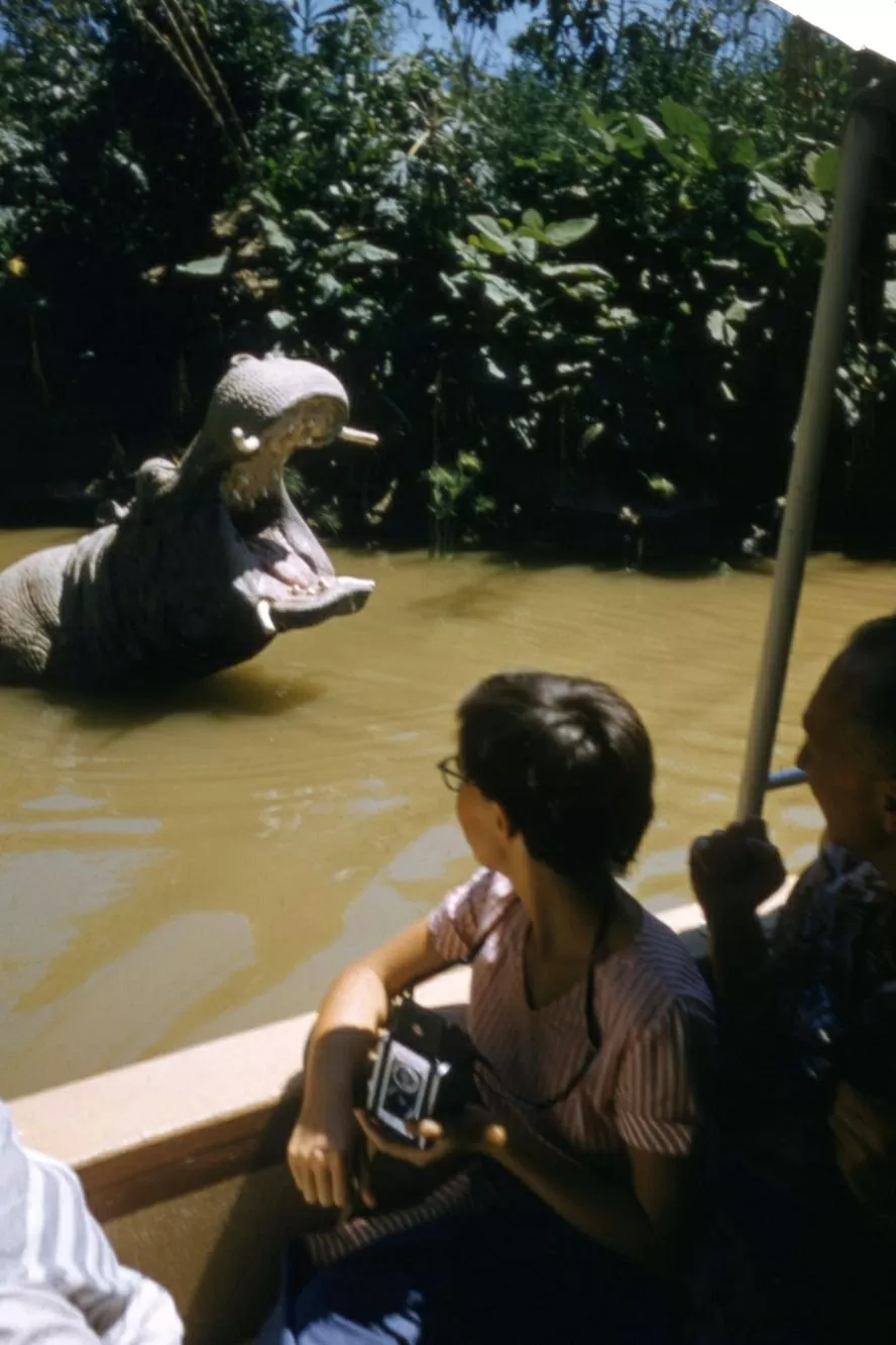 Một chú hà mã animatronic chào đón du khách trên chuyến du ngoạn Jungle Cruise. (Nguồn: Shutterstock)