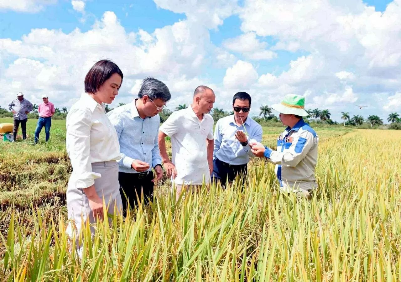 Vietnamese Ambassador to Cuba Le Quang Long and experts visit rice fields in Cuba. (Source: VNA) Vietnamese Ambassador to Cuba Le Quang Long and experts visit rice fields in Cuba. (Source: VNA)