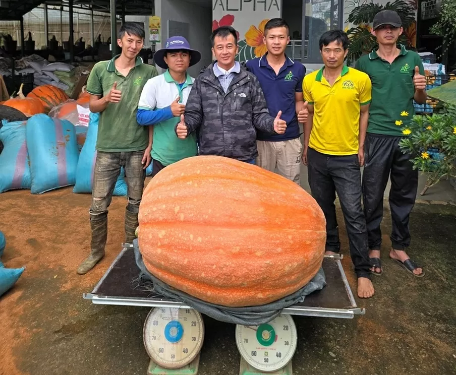 Quả bí ngô khổng lồ nặng hơn 170kg, chuyển từ Lâm Đồng ra Đà Nẵng trưng bày dịp lễ Quốc khánh 2/9