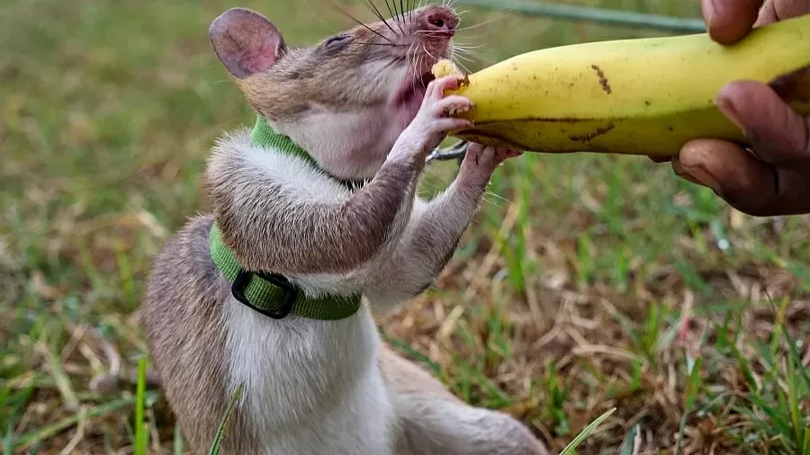 Huấn luyện chuột túi khổng lồ châu Phi đánh hơi mìn, phát hiện bệnh tật, tìm người dưới đống đổ nát Huấn luyện chuột túi khổng lồ châu Phi đánh hơi mìn, phát hiện bệnh tật, tìm người dưới đống đổ nát