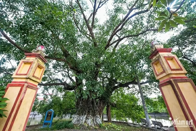 Ninh Bình: Cây bồ đề đại thụ 900 năm tuổi phát triển xanh tốt, tỏa bóng mát như chiếc ô khổng lồ Ninh Bình: Cây bồ đề đại thụ 900 năm tuổi phát triển xanh tốt, tỏa bóng mát như chiếc ô khổng lồ
