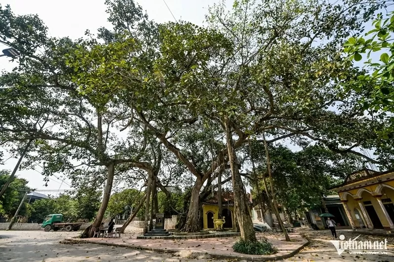 Ninh Bình: Cây bồ đề đại thụ 900 năm tuổi phát triển xanh tốt, tỏa bóng mát như chiếc ô khổng lồ Ninh Bình: Cây bồ đề đại thụ 900 năm tuổi phát triển xanh tốt, tỏa bóng mát như chiếc ô khổng lồ