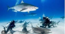 Cuba xác định 108 loài sinh vật biển có nguy cơ tuyệt chủng, 29 loài  thuộc phạm vi 