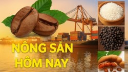 Giá nông sản hôm nay 23/10/2026: Giá cà phê đỏ sàn, xu hướng đảo chiều dài hạn bắt đầu? Sàn thương mại điện tử Trung Quốc 'ngấm' thuế mới từ EU