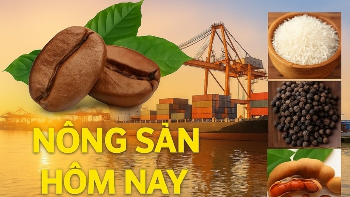 Giá cà phê tăng, gạo xuất khẩu lập đỉnh; Giá dầu tăng 6 tháng liên tiếp ngày 31/10/2026